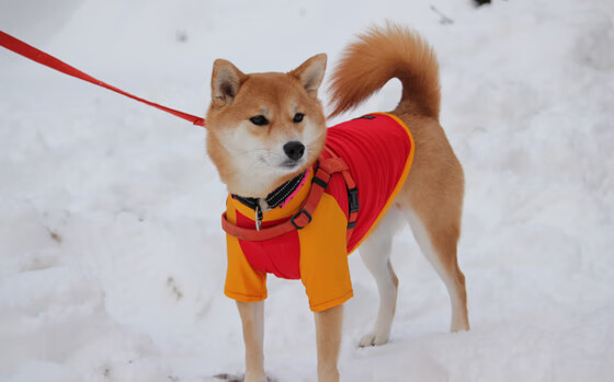 九游官网入口-_澳大利亚公开赛决赛：纳达尔逆转夺冠，刷新历史记录_，澳大利亚公开赛是什么地名