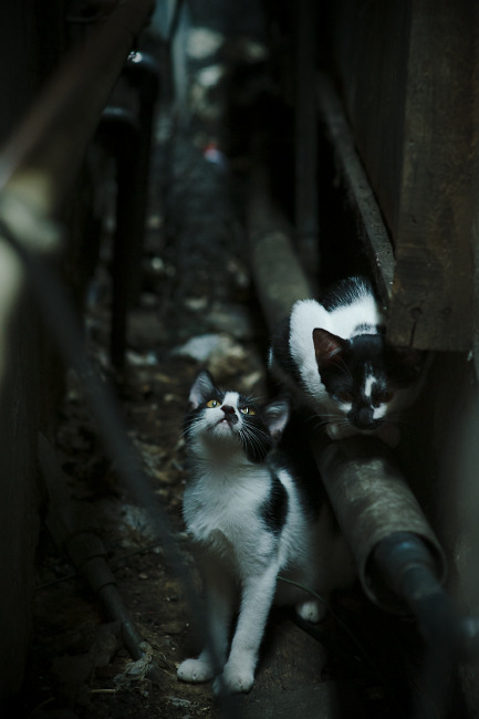 九游平台官网-中国篮球明星荣获年度体育盛典最佳运动员奖，中国体育篮球明星有哪些人物